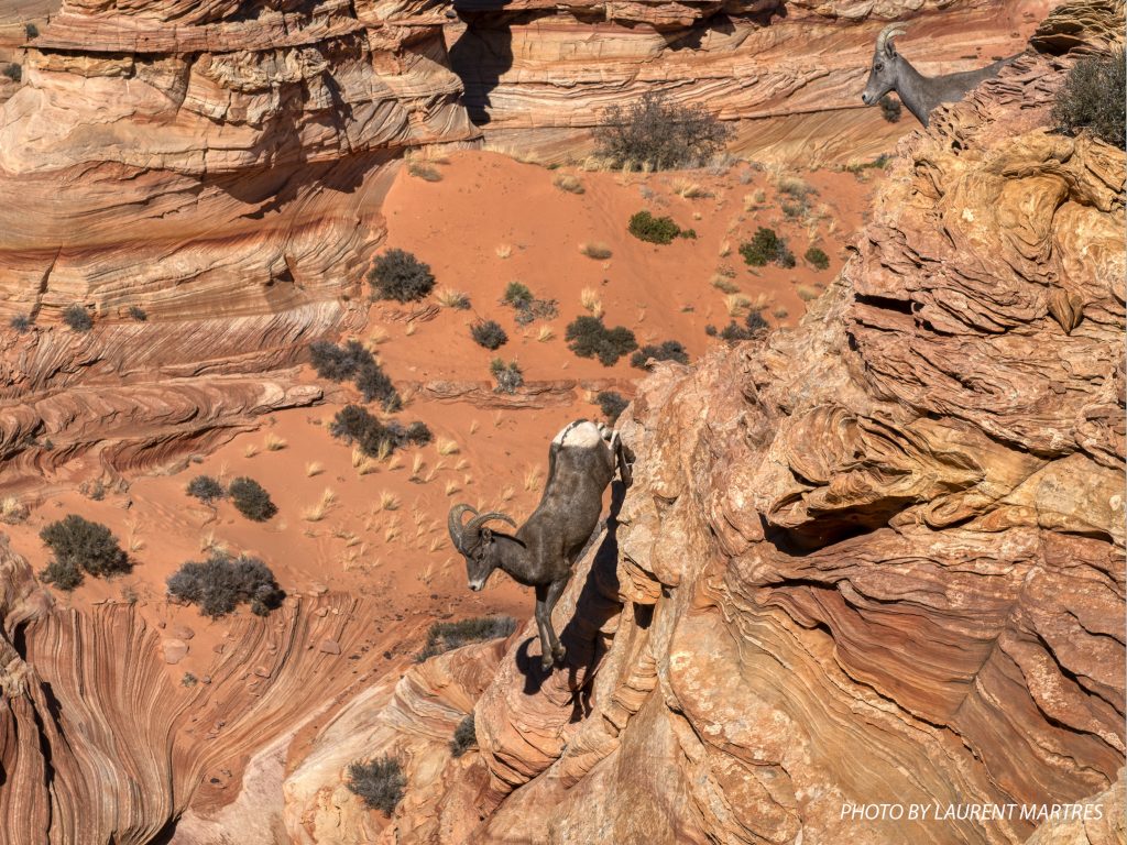 Bighorn Jumping Coyote Butte South Cottonwood Cove Photo by Laurent Martres Paria Outpost Outfitters 1024x768 - HOME