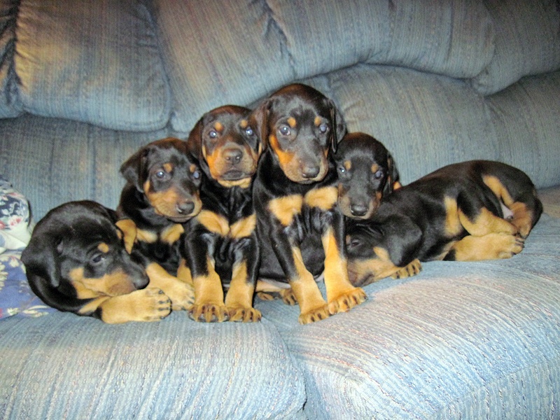Doberman Pinscher Puppies Paria Outpost and Outfitters - ABOUT PARIA OUTPOST
